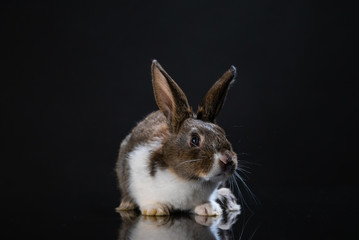 Cute little bunny rabbit on dark black background. Small white and gray rabbit isolated. Wallpaper. Easter symbol. Beautiful lovely pet. Rabbit portrait on black background with reflection. 