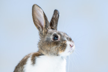 Obraz premium Cute little bunny rabbit on white blue background. Small white and gray rabbit isolated on white background. Easter symbol. Beautiful lovely pet. 
