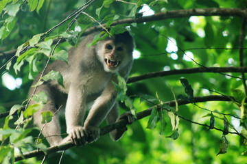 Wild angry capuchin monkey, cebus albifrons, showing his teeth while hiding between the leaves