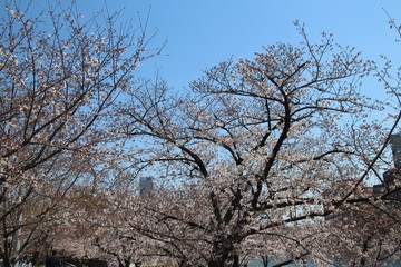 Obraz premium 大阪の桜並木