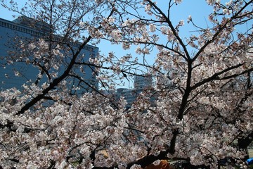 大阪の桜並木