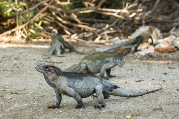 iguanas in mangroves in the Caribbean