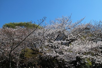 大阪の桜並木