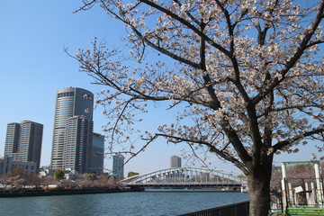 大阪の桜並木