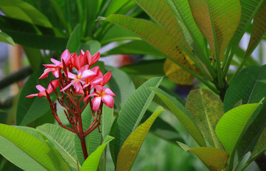 Obraz premium Beautiful Pink Desert rose on tree
