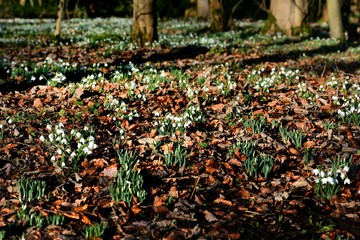 Swathe of Spring Snowdrops