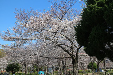 大阪の桜並木