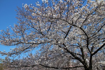 大阪の桜並木