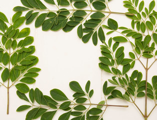 Obraz na płótnie Canvas Moringa Leaves- Moringa Oleifera
