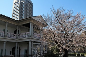 Obraz premium 大阪の桜並木