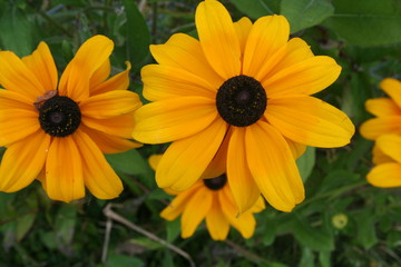 Brown Eyed Susie’s 