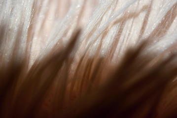 Artificial furr detail