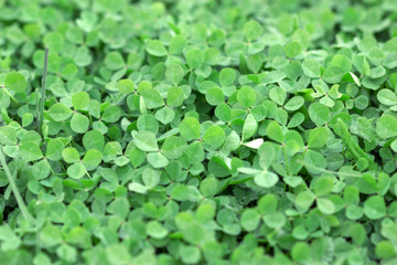 Clover field, (cloverfield), field of clover, clover covered meadow in the spring