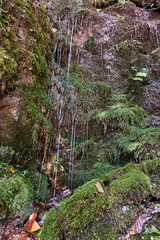 Small streams of water flow down the moss-covered slope.