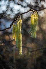 kwitnąca leszczyna wiosenny ogród © Henryk Niestrój