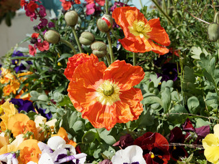 Papaver nudicaule - Pavot d'Islande ou pavot nudicaule à fleurs de couleur orange