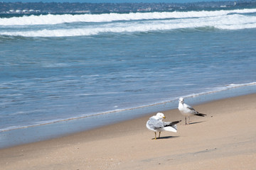 Seagulls on pristine California beach,