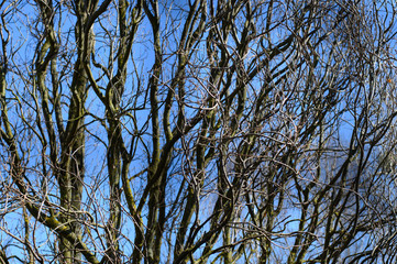 branches of a tree without foliage against a background of blue sky