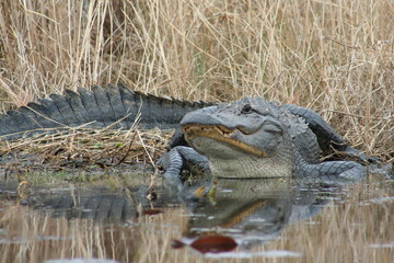 Alligator in Okeefenokee Swamp
