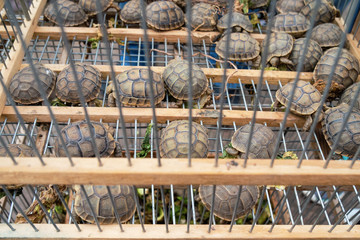 Baby turtles for sale in a rustic cage with greenery. Medina of Marrakech, Morocco.