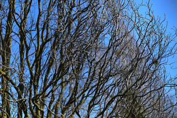 branches of a tree without foliage against a background of blue sky