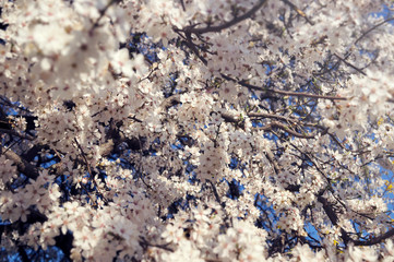  Lots of small white flowers of cherry tree. Blooming tree in spring