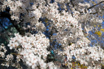  Lots of small white flowers of cherry tree. Blooming tree in spring