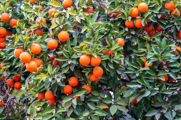 Summer background.Orange tree . Moroccan Oranges Oranges tree