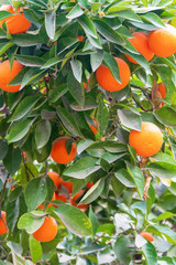 Summer background.Orange tree . Moroccan Oranges Oranges tree
