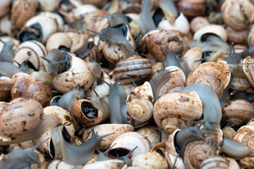 Raw snails at a street Market in Venice, Italy.