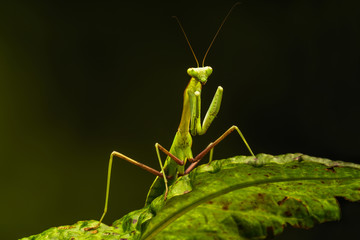 African lined mantis (Sphodromantis lineola) or African praying mantis, is a species of praying mantis from Africa - closeup with selective focus.