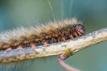 caterpillar on leaf