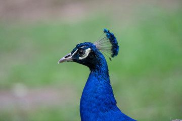 Closeup of Blue Peacock