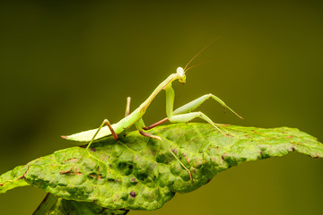 African lined mantis (Sphodromantis lineola) or African praying mantis, is a species of praying mantis from Africa - closeup with selective focus.