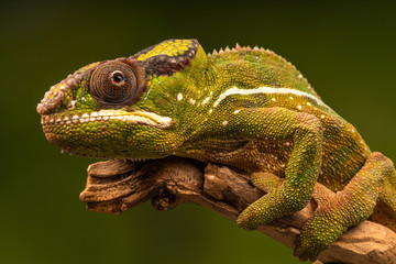 Panther chameleon (Furcifer pardalis) is a species of chameleon found in the eastern and northern parts of Madagascar. Closeup with selective focus.