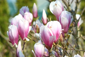 Blüten einer Magnolie