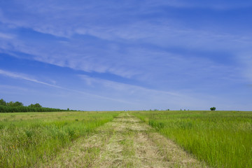 Straight road on the field with green grass at summertime
