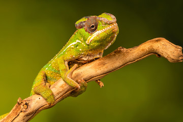 Panther chameleon (Furcifer pardalis) is a species of chameleon found in the eastern and northern parts of Madagascar. Closeup with selective focus.