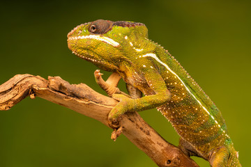 Panther chameleon (Furcifer pardalis) is a species of chameleon found in the eastern and northern parts of Madagascar. Closeup with selective focus.