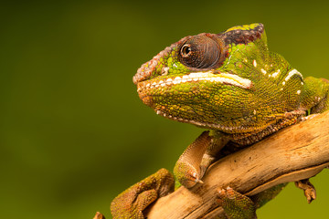 Panther chameleon (Furcifer pardalis) is a species of chameleon found in the eastern and northern parts of Madagascar. Closeup with selective focus.