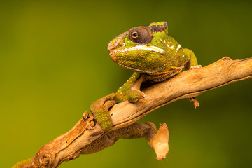 Panther chameleon (Furcifer pardalis) is a species of chameleon found in the eastern and northern parts of Madagascar. Closeup with selective focus.