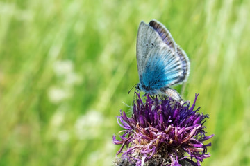 Butterfly and flower