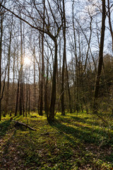 Erste Sonnenstrahlen durch die Bäume im Frühling