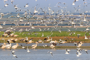 white pelicans and seagulls in flight