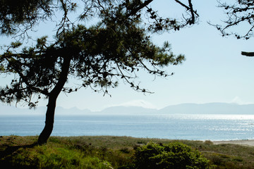 Pine tree in Cabo Home, Rias Baixas, Pontevedra, Spain