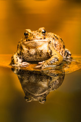 Common toad (Bufo Bufo) also known as European toad is an amphibian found in Europe, western part...