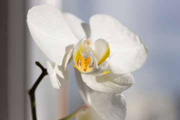 Fototapeta na wymiar Orchids blooming on window of cozy house