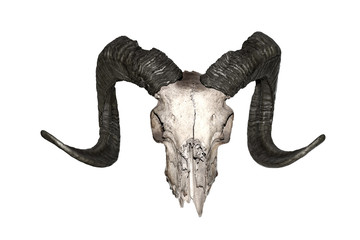 Goat skull with black horns, isolated on white background. High resolution