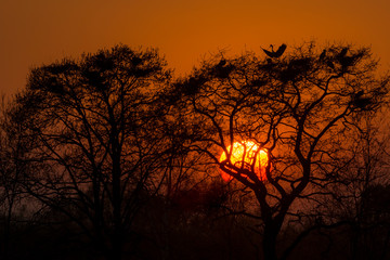 Naklejka premium Tramonto aironi su pianta