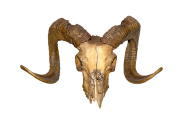 Varnished goat skull with horns, isolated on white background. High resolution